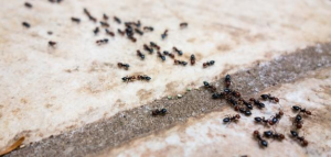 التخلص من النمل الصغير داخل المنزل