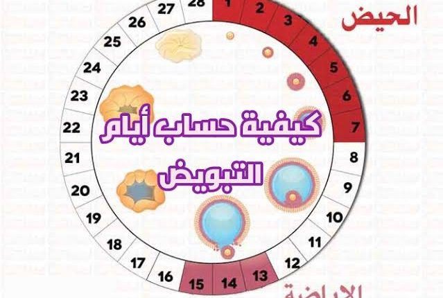 جدول ايام التبويض بعد الدورة