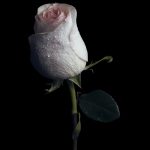 خلفيات ورد طبيعي صور خلفيات ورد خلفيات ورود جميلة جدا