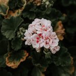 صور خلفيات ورد خلفيات ورود جميلة جدا خلفيات ورد طبيعي