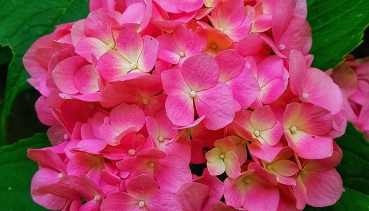 صور خلفيات ورد خلفيات ورود جميلة جدا خلفيات ورد طبيعي