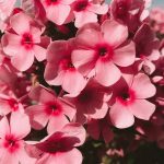 صور خلفيات ورد خلفيات ورود جميلة جدا خلفيات ورد طبيعي