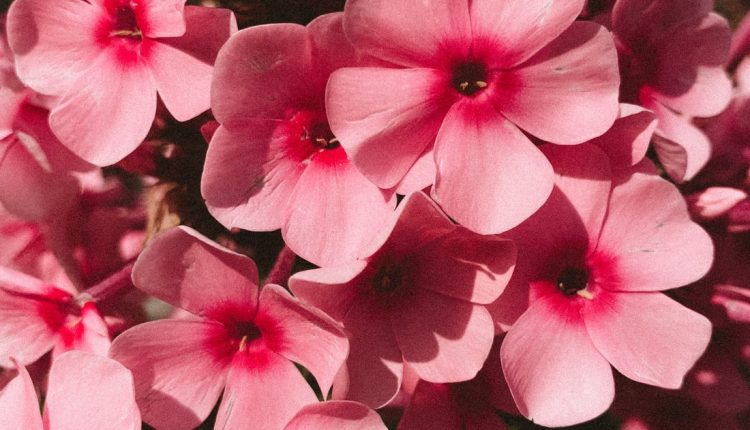صور خلفيات ورد خلفيات ورود جميلة جدا خلفيات ورد طبيعي