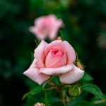 خلفيات ورد طبيعي صور خلفيات ورد خلفيات ورود جميلة جدا