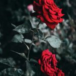 خلفيات ورد طبيعي صور خلفيات ورد خلفيات ورود جميلة جدا