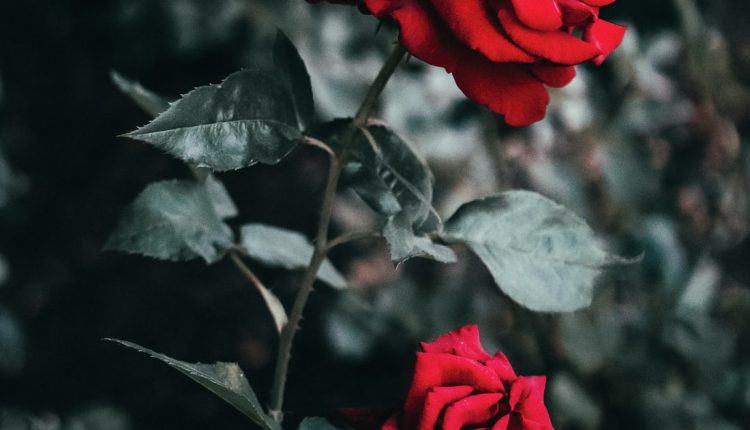 خلفيات ورد طبيعي صور خلفيات ورد خلفيات ورود جميلة جدا