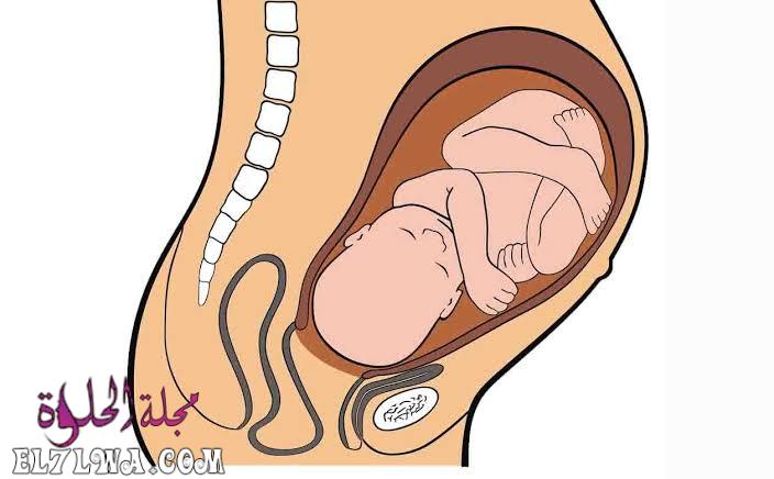 كيف اخلي راس الجنين ينزل في الحوض