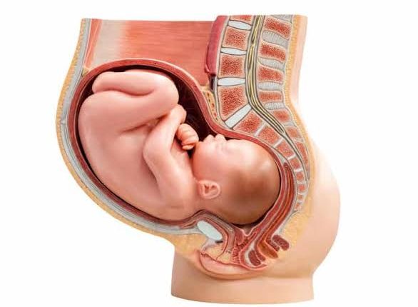 علامات نزول الجنين في الحوض للبكريه