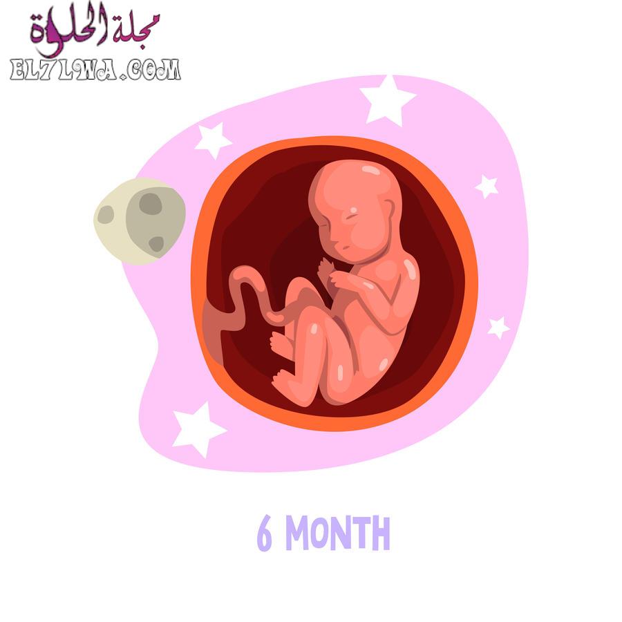 معلومات عن الجنين في الشهر السادس