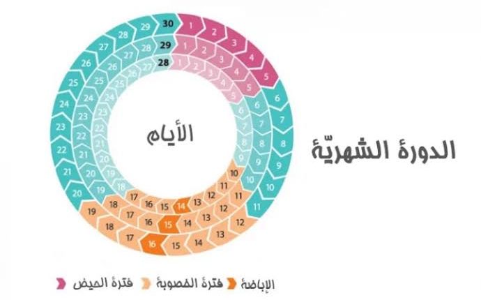 جدول التبويض لدورة 30 يوم